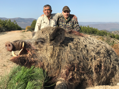 Wild Boar - Stalking