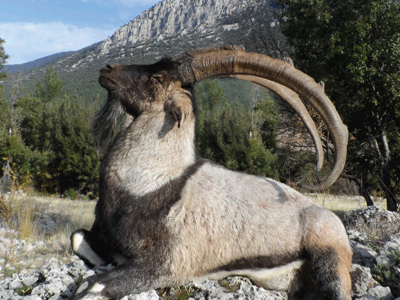 Bezoar Ibex