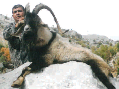 Hybrid Ibex