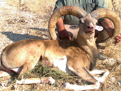 Konya Mouflon