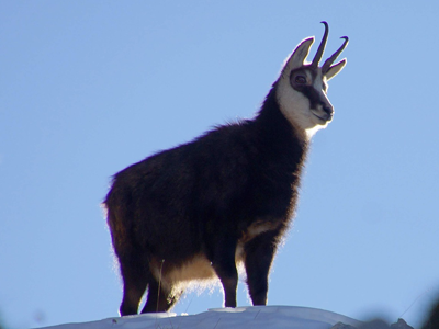 Chamois