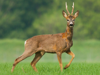 Roe Deer