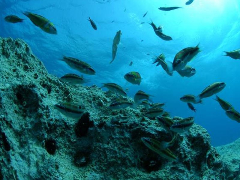DIVING (KALKAN)